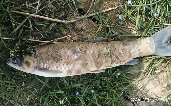 龍魚水霉病會復發嗎（龍魚水霉病復發可控，但需綜合治療與長期管理） 龍魚水霉病會復發嗎（龍魚水霉病復發可控，但需綜合治療與長期管理） 龍魚百科 第4張