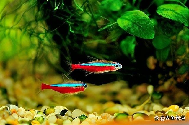 龍魚水霉病會復發嗎（龍魚水霉病復發可控，但需綜合治療與長期管理） 龍魚水霉病會復發嗎（龍魚水霉病復發可控，但需綜合治療與長期管理） 龍魚百科 第6張