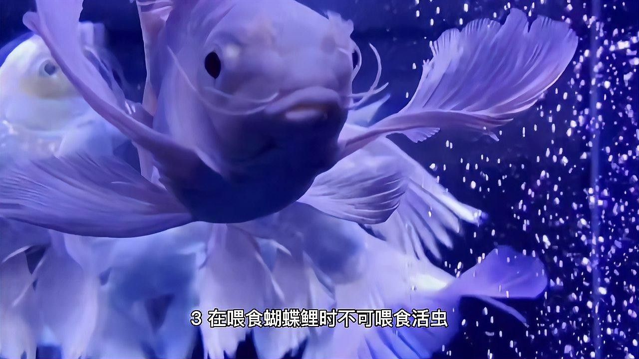 蝴蝶鯉和錦鯉可以混養嗎？（蝴蝶鯉可以和錦鯉混養嗎）