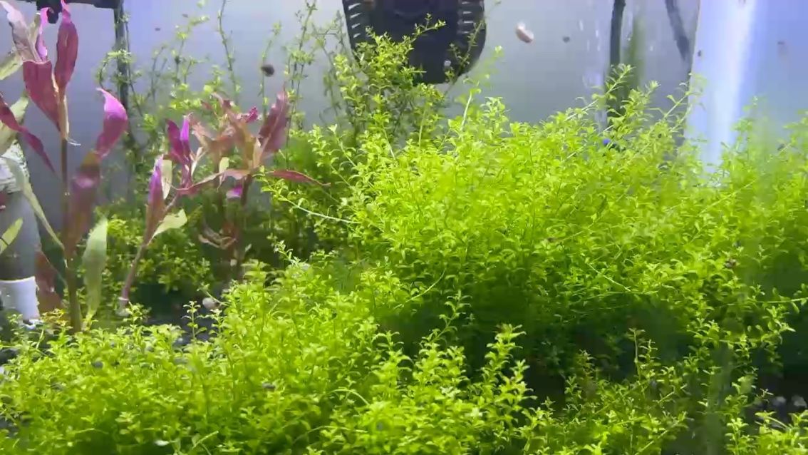 草缸（草缸中的水生植物和魚類可以相互影響）