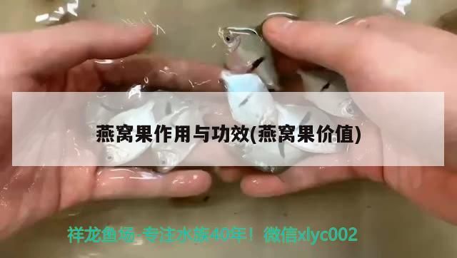 燕窩果作用與功效(燕窩果價值)（印尼燕窩果作用與功效與功效與功效對應的相關信息）