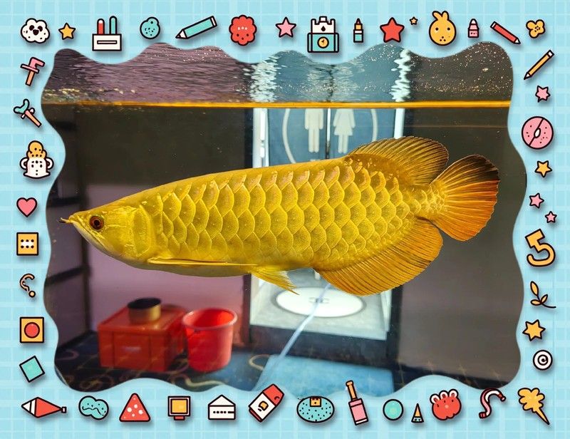 如何區(qū)分紅龍魚和金龍魚？（紅龍魚和金龍魚的區(qū)別） 如何區(qū)分紅龍魚和金龍魚？（紅龍魚和金龍魚的區(qū)別） 龍魚百科 第12張