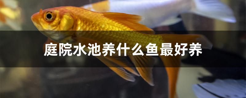 庭院水池養(yǎng)什么魚最好養(yǎng)（庭院水池養(yǎng)什么魚合適）