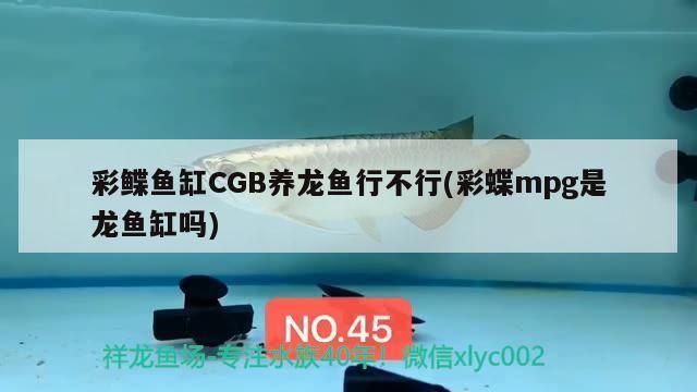 彩鰈魚缸CGB養龍魚行不行(彩蝶mpg是龍魚缸嗎)（彩鰈魚缸cgb養龍魚缸cgb養龍魚行不行的知識）