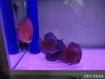 紅龍魚的特征描寫作文三年級：三年級學生對紅龍魚的觀察和描述 紅龍魚的特征描寫作文三年級：三年級學生對紅龍魚的觀察和描述 觀賞魚百科 第2張