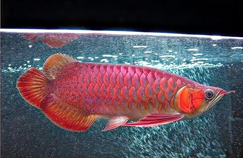 金龍魚翹尾會自愈嗎（金龍魚翹尾（魚尾上翹）能否自愈，金龍魚斷尾、斷鰭怎么辦）