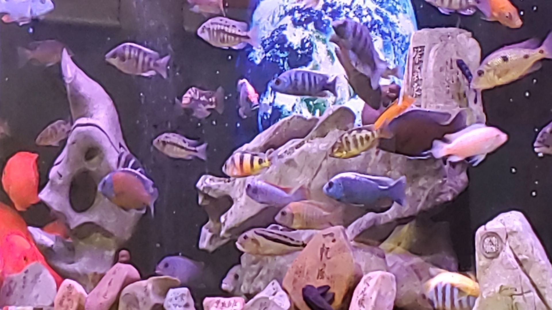 石頭，龍頭和魚（石頭、龍頭和魚在中國文化中的象征意義及其相互關系）