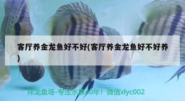 客廳養金龍魚好不好(客廳養金龍魚好不好養)（客廳養金龍魚好不好，養金龍魚好嗎，養金龍魚的注意事項）