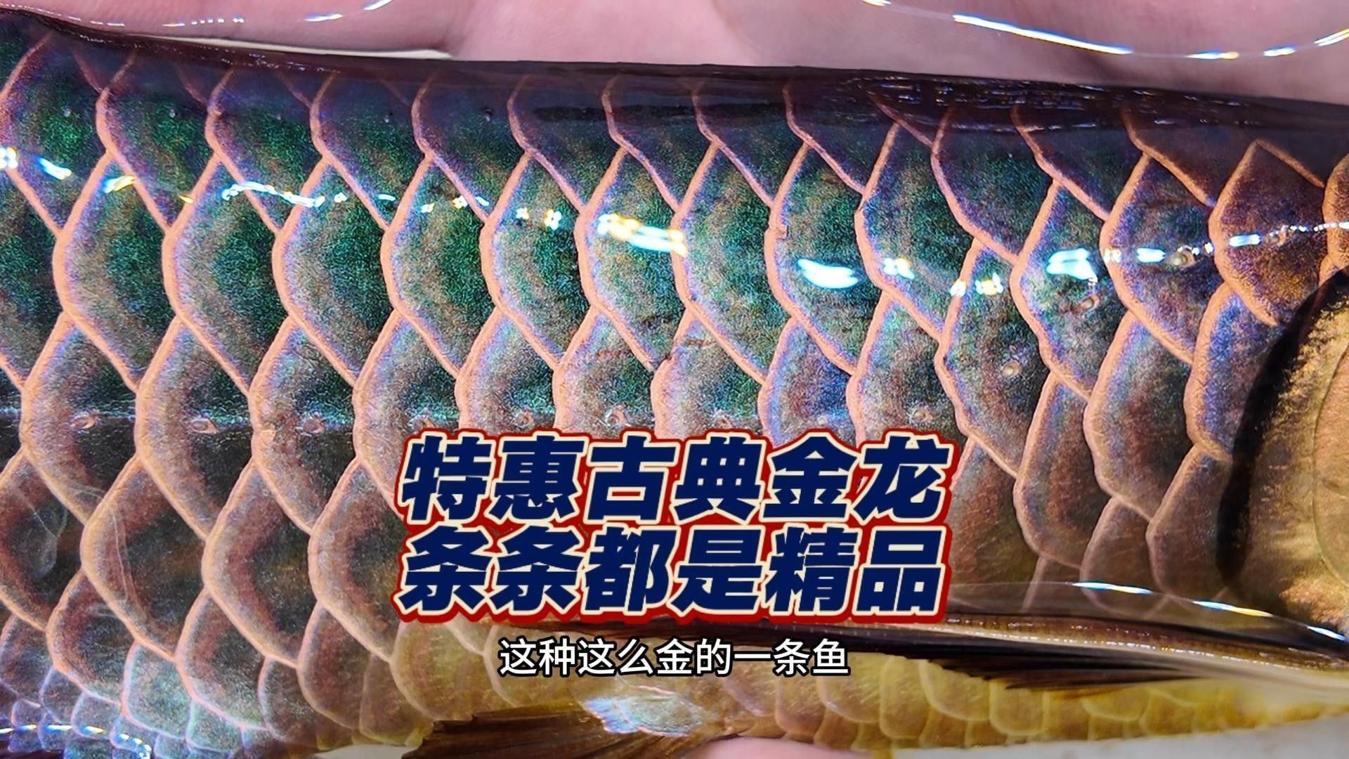 推薦一些高清金龍魚視頻素材（高清的金龍魚視頻素材推薦）