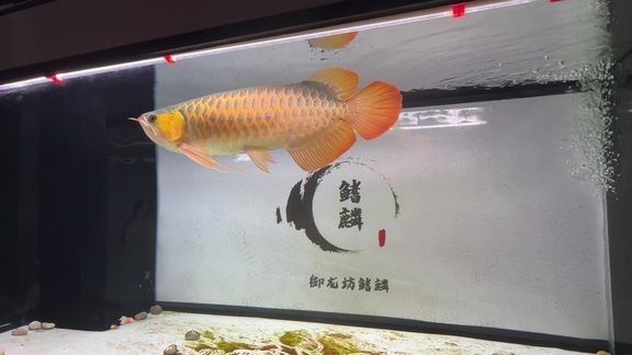 推薦一些高清金龍魚視頻素材（高清的金龍魚視頻素材推薦）