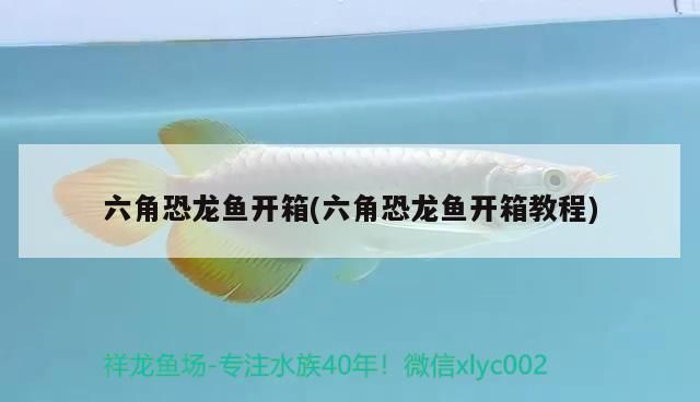 六角恐龍魚開箱(六角恐龍魚開箱教程)（六角恐龍魚開箱教程）