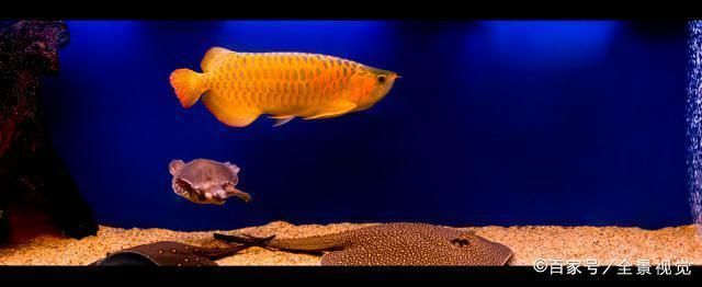 銀龍魚的飼養注意事項有哪些： 銀龍魚的飼養注意事項有哪些呢（銀龍魚的飼養方法）