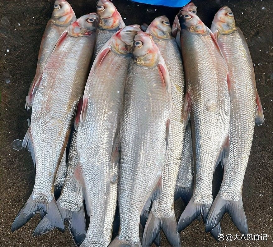 龍魚翹嘴是什么（龍魚“翹嘴”是種啥樣的魚）