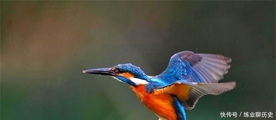 赤荔鳳冠魚的飼養(赤荔鳳冠魚和什么魚混養) 觀賞魚百科 第3張 赤荔鳳冠魚的飼養(赤荔鳳冠魚和什么魚混養) 赤荔鳳冠魚的飼養(赤荔鳳冠魚和什么魚混養) 觀賞魚百科 第3張