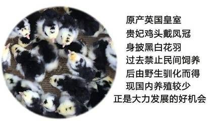 赤荔鳳冠魚的飼養(赤荔鳳冠魚和什么魚混養) 觀賞魚百科 第2張 赤荔鳳冠魚的飼養(赤荔鳳冠魚和什么魚混養) 赤荔鳳冠魚的飼養(赤荔鳳冠魚和什么魚混養) 觀賞魚百科 第2張