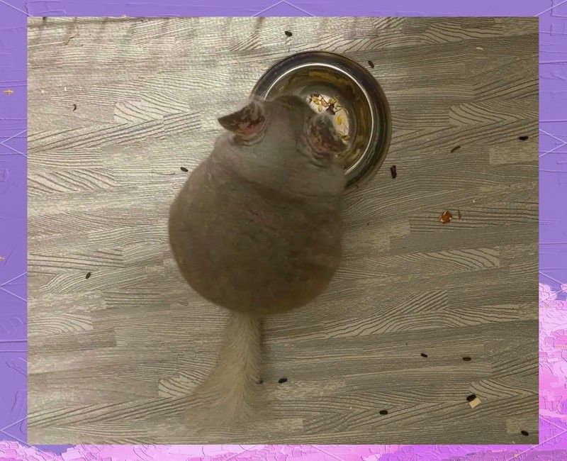 龍貓換糧期間可以喂零食嗎（貓換糧期間可以喂零食嗎）