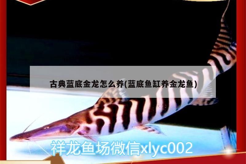 古典藍底金龍怎么養(yǎng)(藍底魚缸養(yǎng)金龍魚)（古典藍底金龍怎么養(yǎng)）