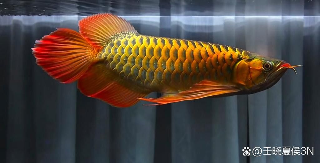 哪里可以找到高清的金龍魚圖片（如何找到高清的金龍魚圖片）