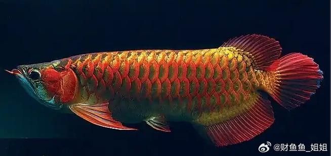 哪里可以找到高清的金龍魚圖片（如何找到高清的金龍魚圖片）