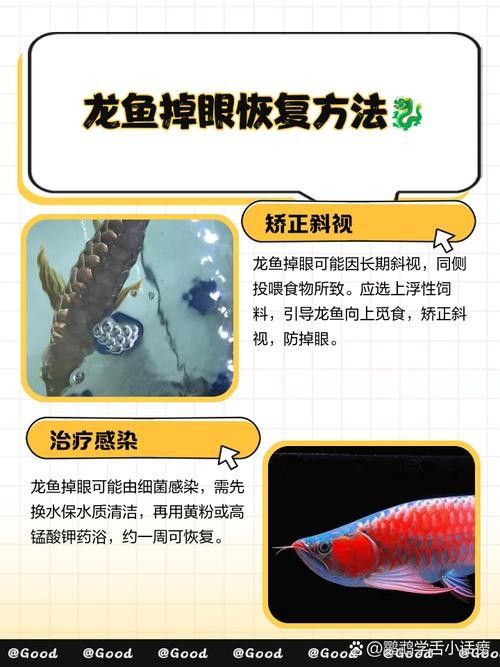 金龍魚掉眼怎么辦（金龍魚掉眼問題分析及處理建議金龍魚掉眼的原因及預防方法）