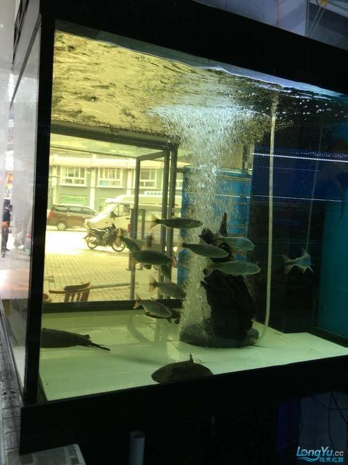 上海龍魚市場的價格范圍是多少（上海龍魚市場價格范圍）
