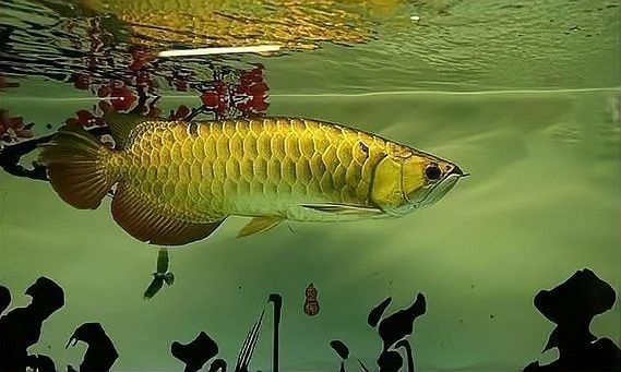 上海龍魚市場的價格范圍是多少（上海龍魚市場價格范圍）