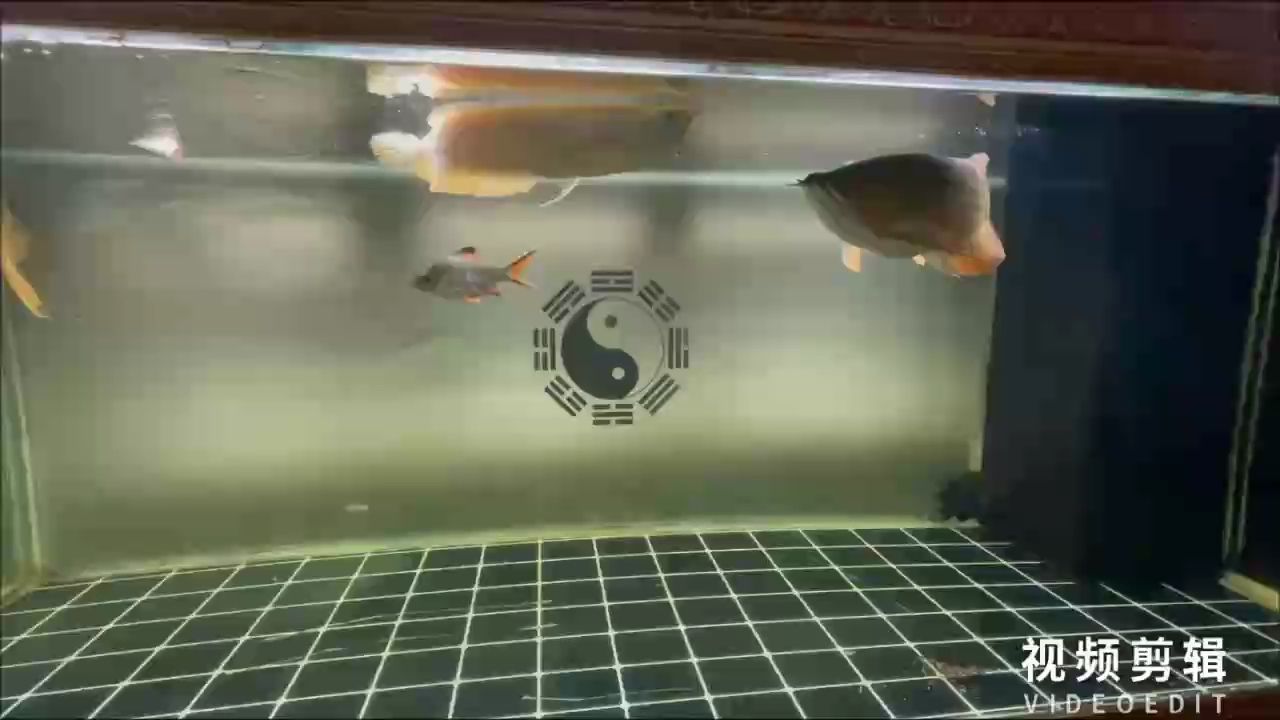 每天打卡（zzwwwwz評論：每天打卡的重要性）