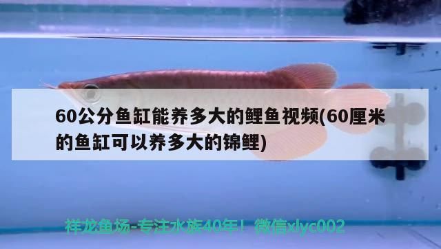 60公分魚缸能養(yǎng)多大的鯉魚視頻(60厘米的魚缸可以養(yǎng)多大的錦鯉)（60公分的魚缸能養(yǎng)多大的鯉魚視頻）