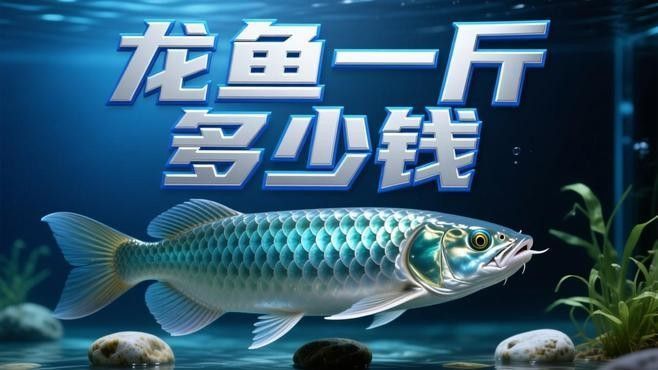 龍井哪個水族館龍魚好？祥龍魚場龍魚（廣州祥龍魚場龍魚一斤多少錢）