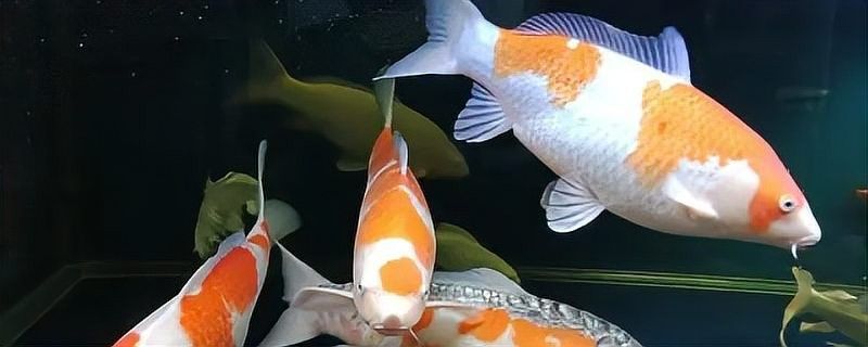 錦鯉多久喂一次合適（錦鯉多久喂一次合適錦鯉多久喂一次合適）