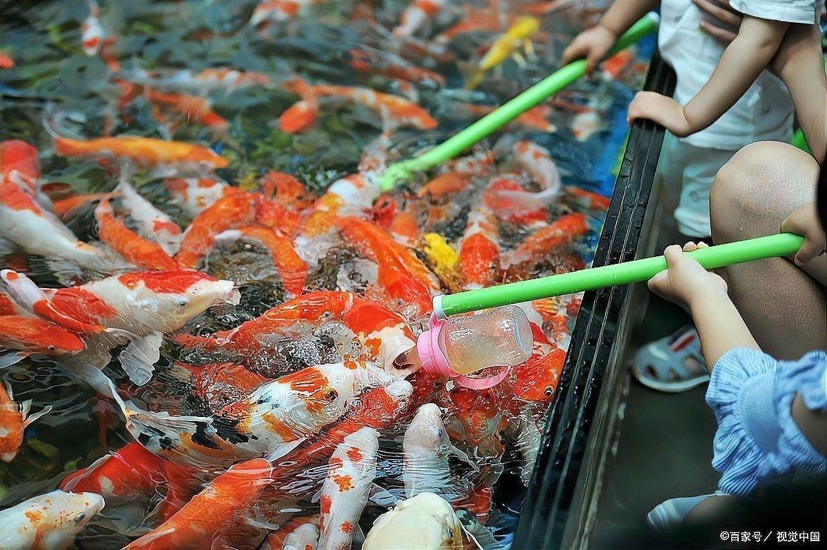 錦鯉多久喂一次合適（錦鯉多久喂一次合適錦鯉多久喂一次合適）