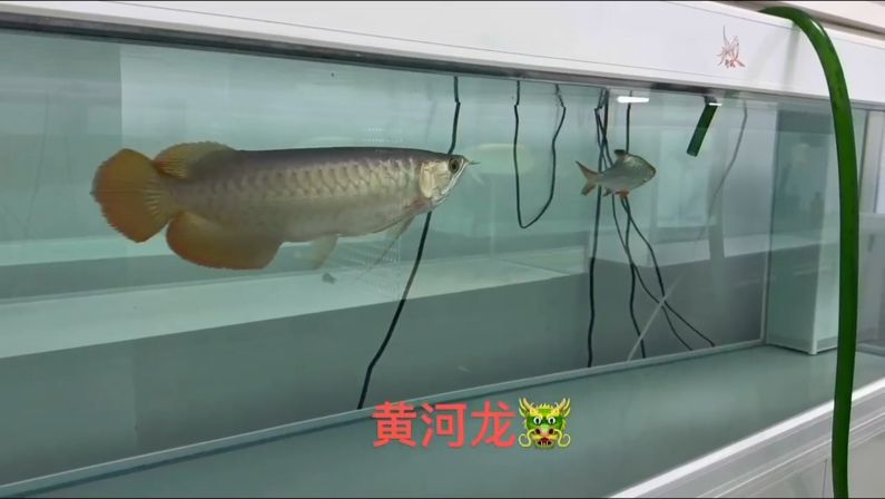 大骨骼體型，鈍頭，巨型扇尾。（大骨骼體型，鈍頭，巨型扇尾）