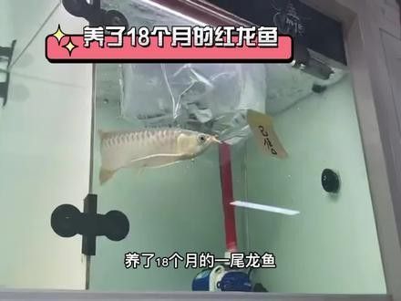 孟吉爾紅龍魚的價格是多少（孟吉爾紅龍魚價格多少錢）