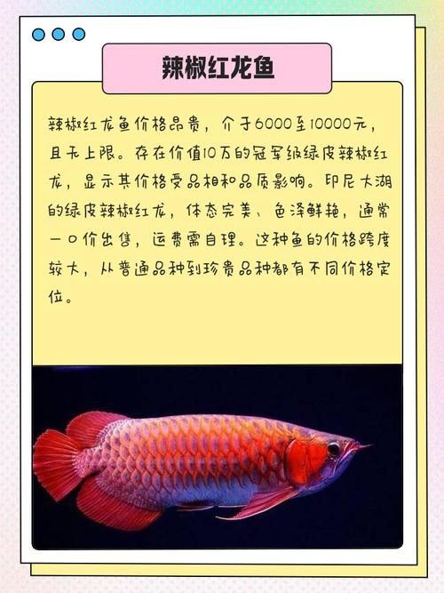 孟吉爾紅龍魚的價格是多少（孟吉爾紅龍魚價格多少錢）