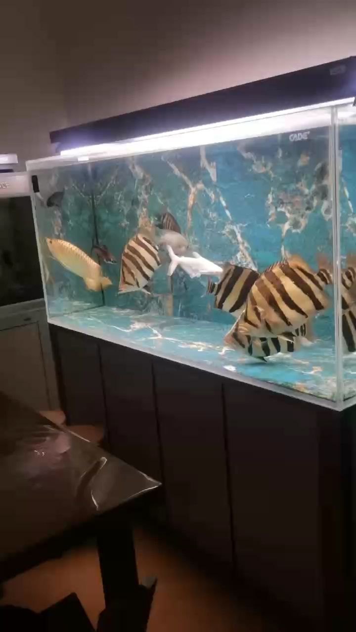漂亮（_人見人愛評論：漂亮，紳士迅評論：魚可以） 漂亮（_人見人愛評論：漂亮，紳士迅評論：魚可以） 龍魚論壇