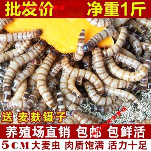 大麥蟲冷凍后還能喂龍魚嗎（大麥蟲冷凍后可以喂給龍魚嗎）