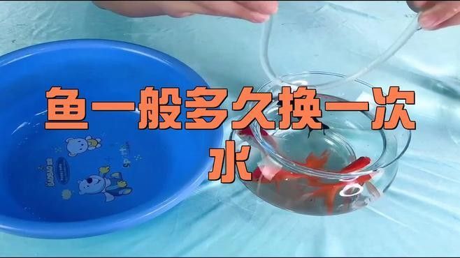 龍魚和虎魚多久換一次水？（龍魚和虎魚多久換一次水最好） 龍魚和虎魚多久換一次水？（龍魚和虎魚多久換一次水最好） 龍魚百科 第5張