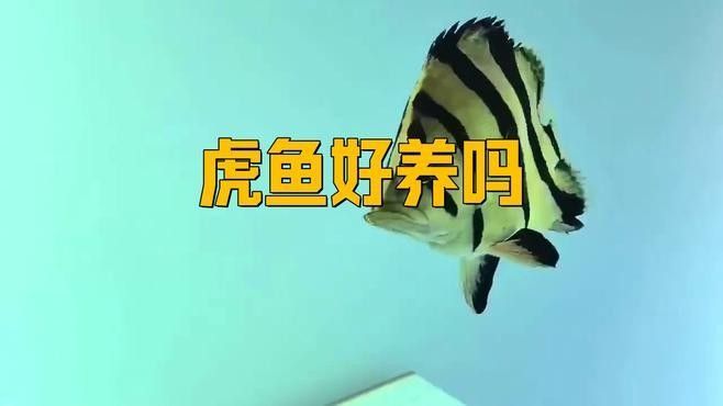 龍魚和虎魚多久換一次水？（龍魚和虎魚多久換一次水最好） 龍魚和虎魚多久換一次水？（龍魚和虎魚多久換一次水最好） 龍魚百科 第3張