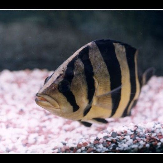 龍魚和虎魚多久換一次水？（龍魚和虎魚多久換一次水最好） 龍魚和虎魚多久換一次水？（龍魚和虎魚多久換一次水最好） 龍魚百科 第6張