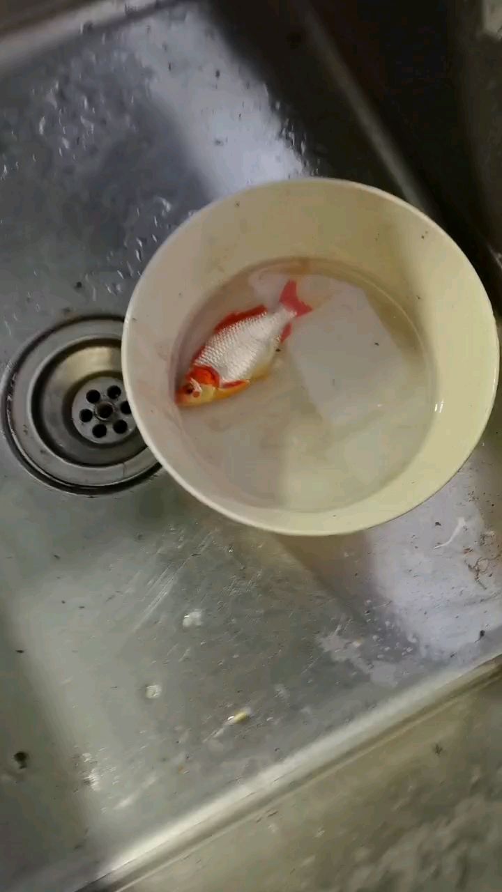 稀有品種（/評論：稀有品種的發現與保護，在自然界中）