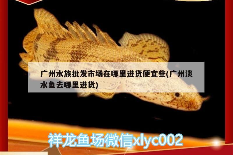 廣州水族批發(fā)市場(chǎng)在哪里進(jìn)貨便宜些(廣州淡水魚(yú)去哪里進(jìn)貨)（廣州水族批發(fā)市場(chǎng)在哪里進(jìn)貨便宜些） 廣州水族批發(fā)市場(chǎng)在哪里進(jìn)貨便宜些(廣州淡水魚(yú)去哪里進(jìn)貨)（廣州水族批發(fā)市場(chǎng)在哪里進(jìn)貨便宜些） 觀賞魚(yú)百科