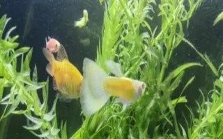 孔雀龍魚一天喂幾次（關于一天內喂食孔雀龍魚的次數的建議：孔雀龍魚喂食指南） 孔雀龍魚一天喂幾次（關于一天內喂食孔雀龍魚的次數的建議：孔雀龍魚喂食指南） 龍魚百科 第5張