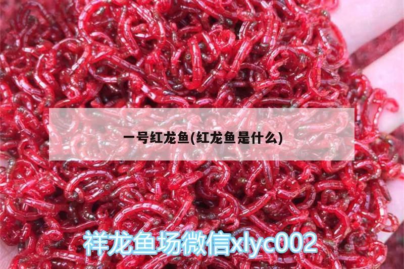 一號紅龍魚(紅龍魚是什么)（一號紅龍魚） 一號紅龍魚(紅龍魚是什么)（一號紅龍魚） 觀賞魚百科