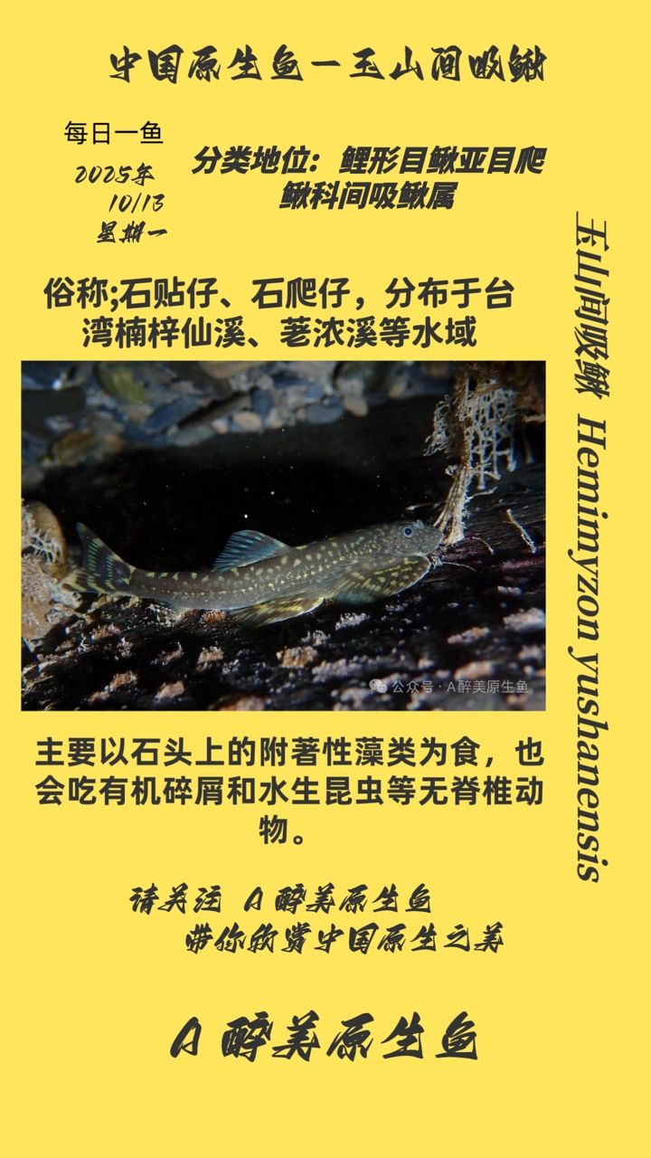 玉山間吸鰍(山間吸鰍,一種生活在臺灣玉山山脈的特有魚類) 龍魚論壇 第1張 玉山間吸鰍(山間吸鰍,一種生活在臺灣玉山山脈的特有魚類) 玉山間吸鰍(山間吸鰍,一種生活在臺灣玉山山脈的特有魚類) 龍魚論壇 第1張