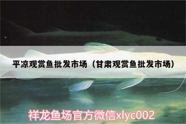 平涼觀賞魚批發市場（甘肅觀賞魚批發市場）（中國最大的觀賞魚批發市場）