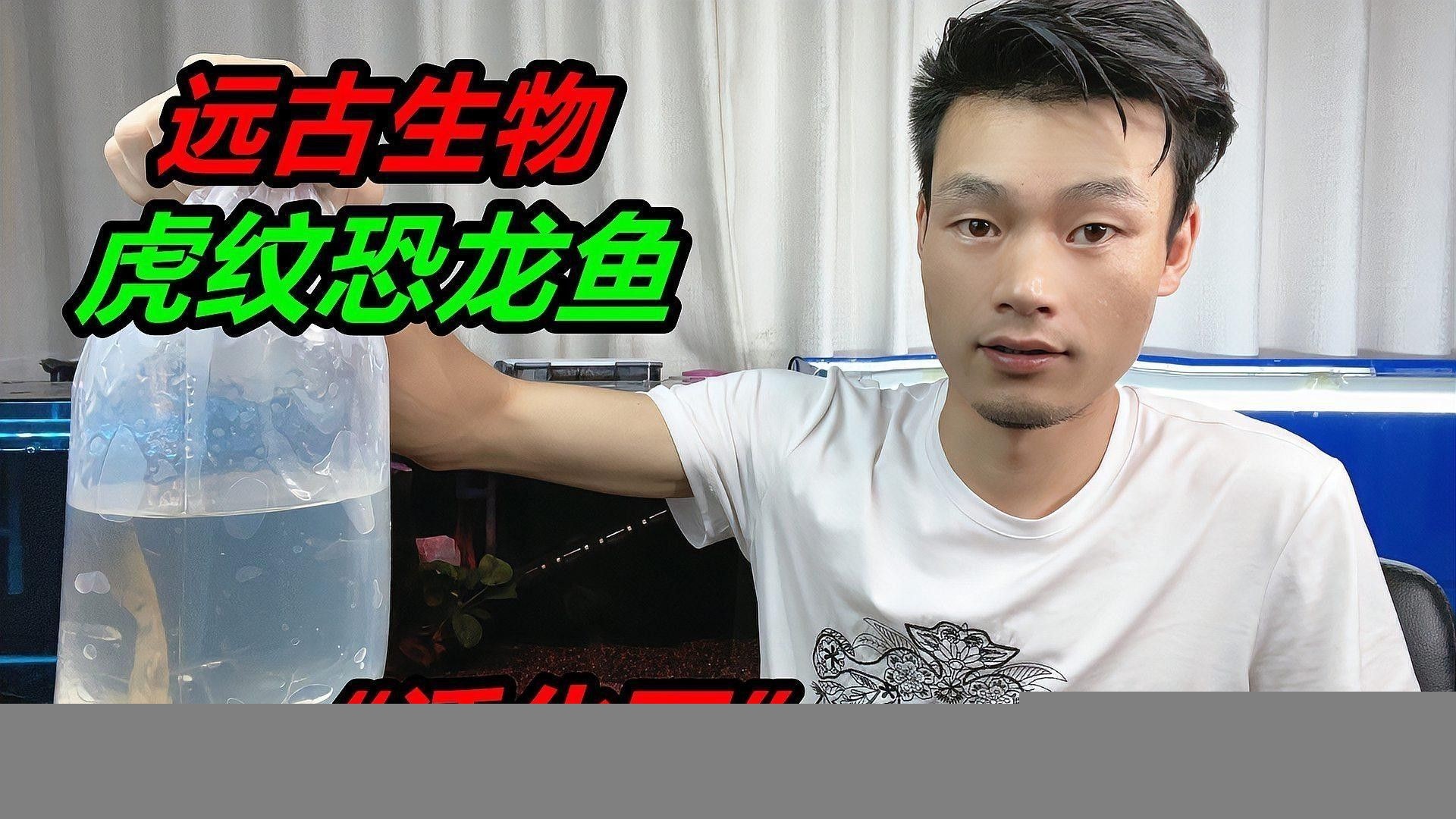 如何區分不同品種的恐龍魚？（不同品種的恐龍魚需要從以下幾個方面進行觀察和分析）