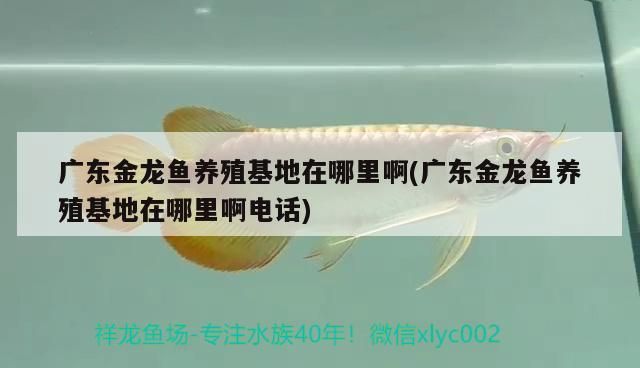 廣東金龍魚養(yǎng)殖基地在哪里啊(廣東金龍魚養(yǎng)殖基地在哪里啊電話)（廣東金龍魚養(yǎng)殖基地在哪里） 廣東金龍魚養(yǎng)殖基地在哪里啊(廣東金龍魚養(yǎng)殖基地在哪里啊電話)（廣東金龍魚養(yǎng)殖基地在哪里） 觀賞魚百科