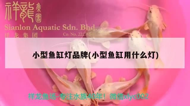 觀賞魚 小型魚缸燈品牌(小型魚缸用什么燈) 觀賞魚百科 小型魚缸燈品牌(小型魚缸用什么燈) 小型魚缸燈品牌(小型魚缸用什么燈) 觀賞魚百科