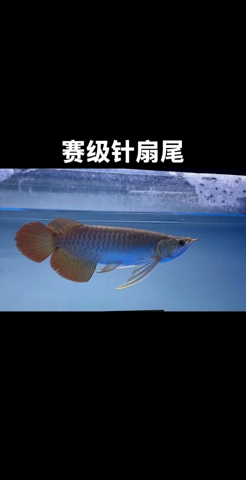 有哪些藥物可以有效治療龍魚腸道發(fā)炎？（如何治療龍魚腸道發(fā)炎）