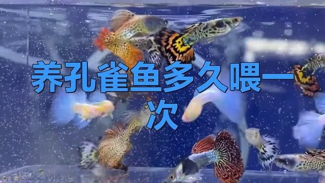 孔雀魚換水后多久喂食（孔雀魚換水后多久可以喂食巴游俠孔雀魚喂養全攻略）